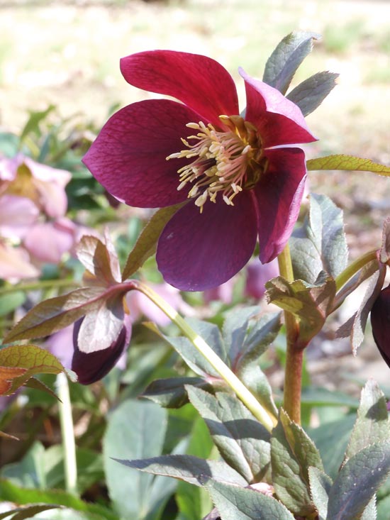 春咲きクリスマスローズ（レンテンローズ）2023.3月上旬撮影〈神代植物