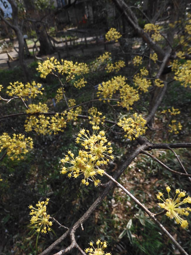 牧野記念庭園 2023.3月の花〈3〉トサミズキ、ニシキマンサク