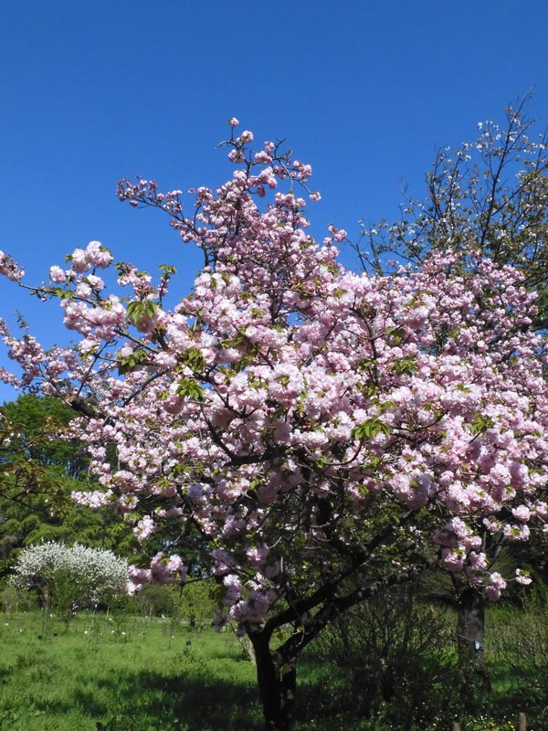遅咲きの八重桜 神代植物公園 さくら園の里桜 江戸、関山、一葉、福禄