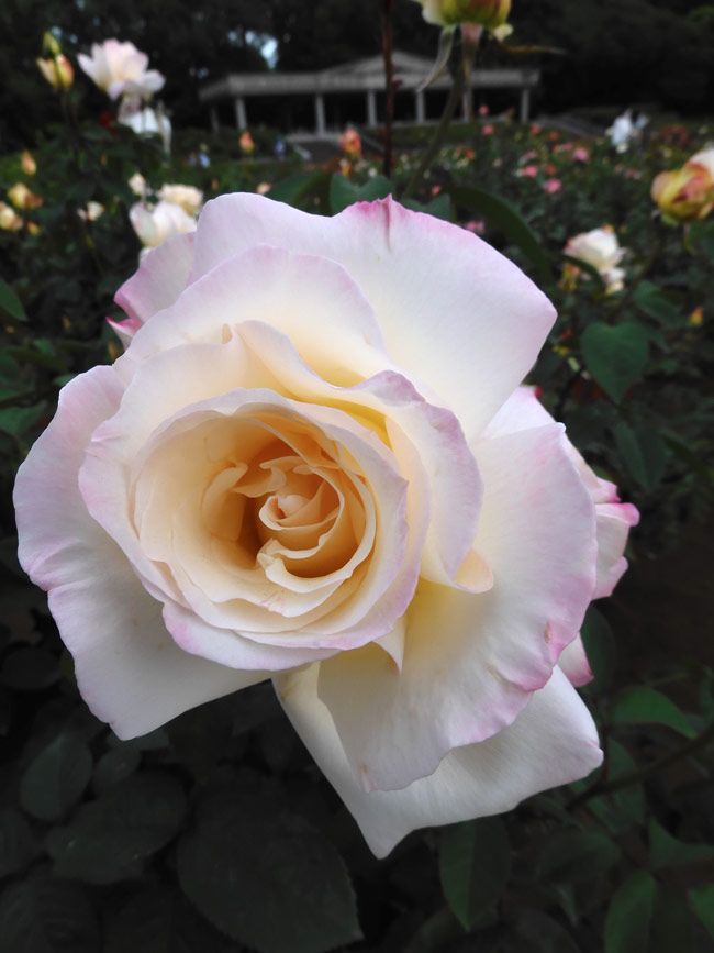 神代植物公園 ばら園 2023 春バラの開花 4月下旬撮影 | K U R A