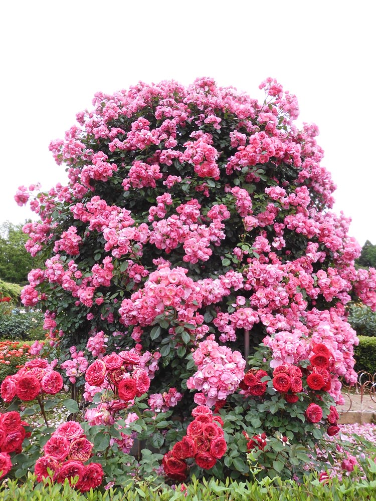 神代植物公園 ばら園 2023.5月下旬撮影 ピンク薔薇の'アンジェラ'に