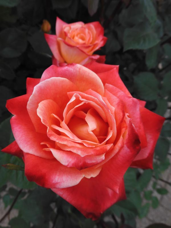 神代植物公園 ばら園 2023 春バラ〈赤いバラ特集〉 | K U R A D A S H I