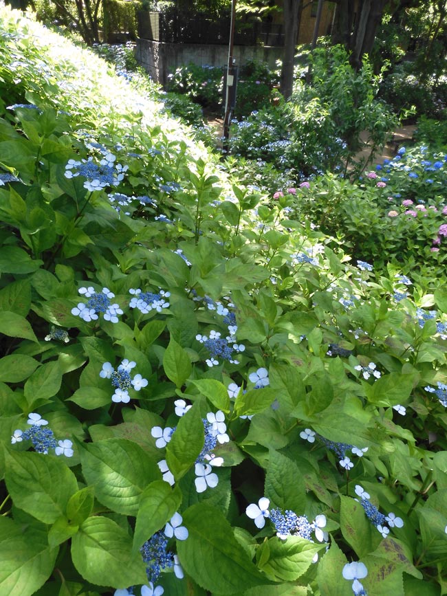 紫陽花 2023〈小平市立あじさい公園〉6月上旬の開花状況 | K U R