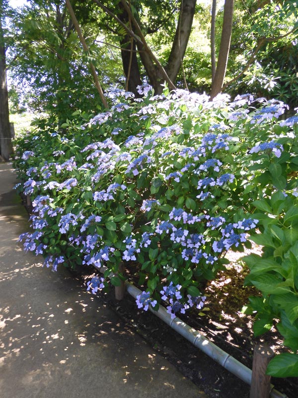 紫陽花　確認用 紫陽花の花！（2023/6/22） - ちゅうおうくらしねっと