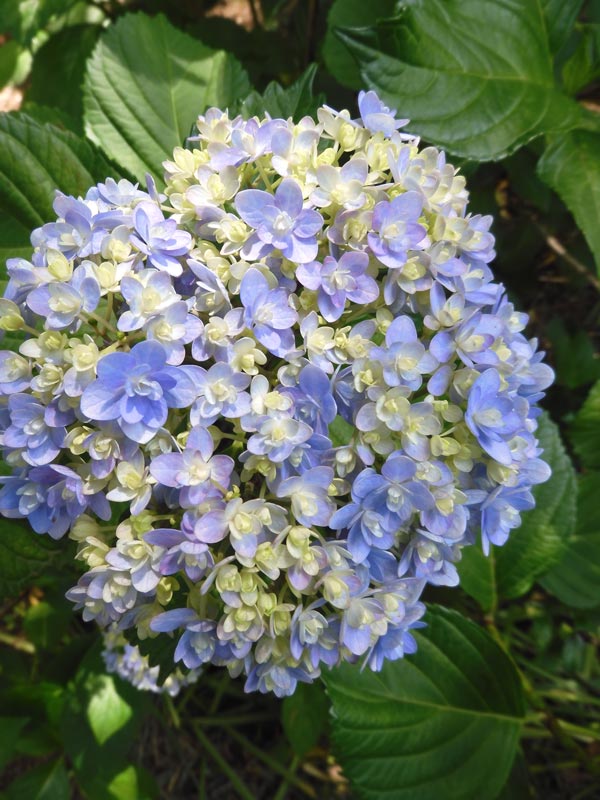 紫陽花　確認用 紫陽花 秋色アジサイ アドミレーション 6号 底面給水 色が変化