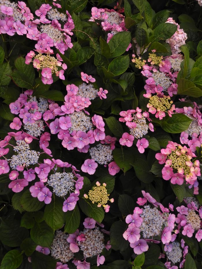 ピンクの額紫陽花＆西洋紫陽花〈小平グリーンロード〉6月中旬撮影