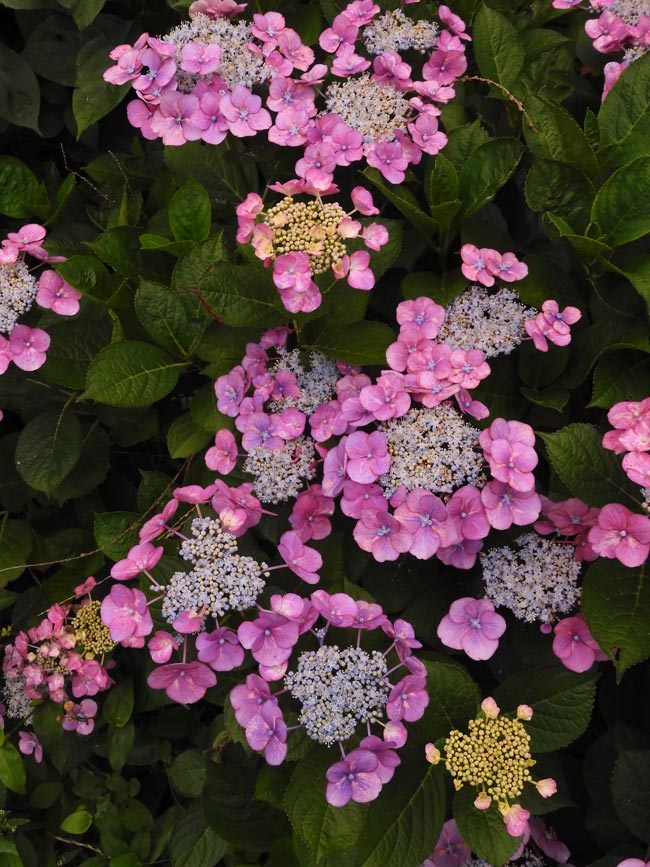 ピンクの額紫陽花＆西洋紫陽花〈小平グリーンロード〉6月中旬撮影