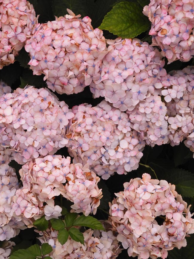 ピンクの額紫陽花＆西洋紫陽花〈小平グリーンロード〉6月中旬撮影
