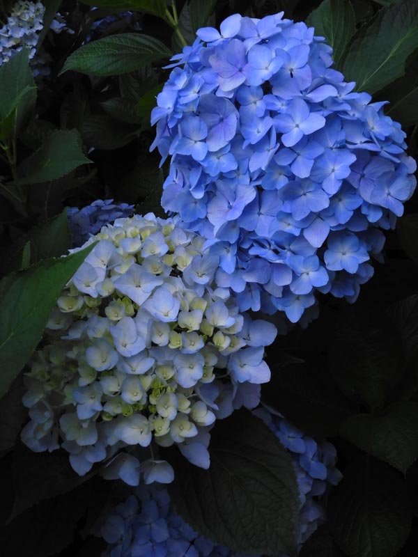 ピンクの額紫陽花＆西洋紫陽花〈小平グリーンロード〉6月中旬撮影