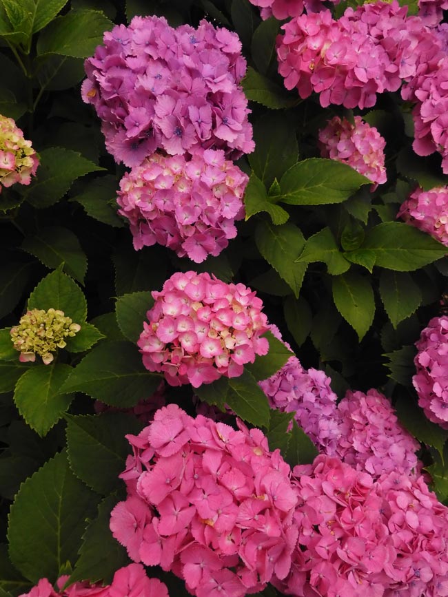 ピンクの額紫陽花＆西洋紫陽花〈小平グリーンロード〉6月中旬撮影