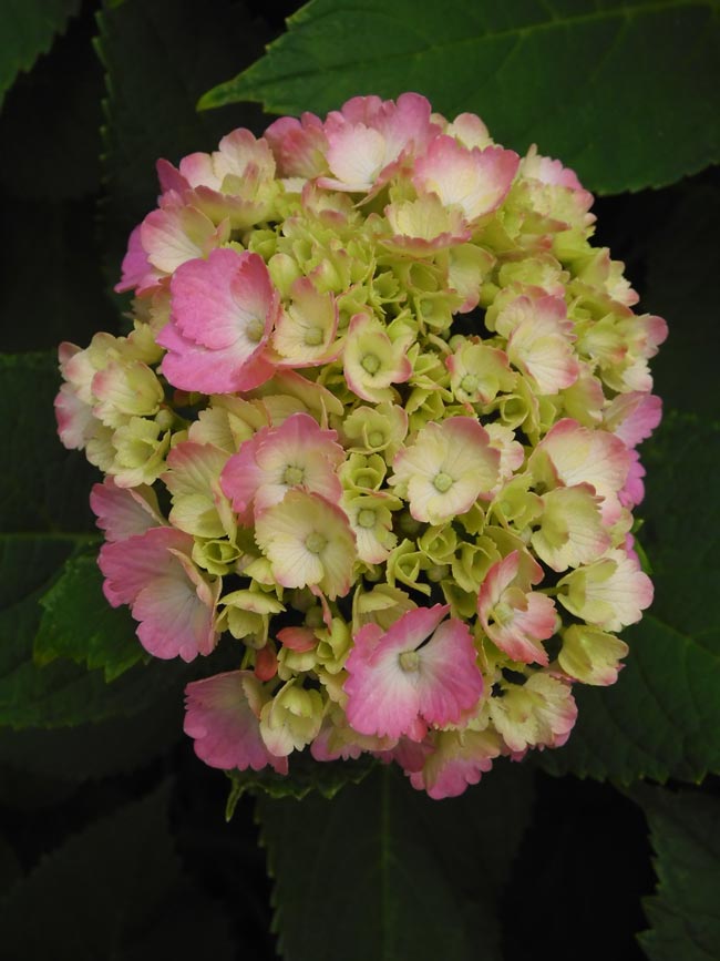 ピンクの額紫陽花＆西洋紫陽花〈小平グリーンロード〉6月中旬撮影
