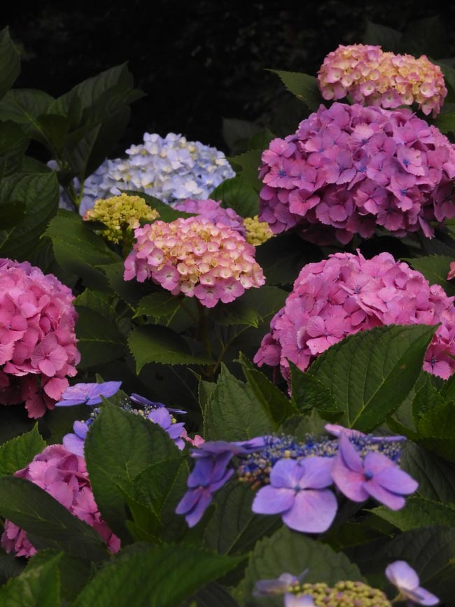 ピンクの額紫陽花＆西洋紫陽花〈小平グリーンロード〉6月中旬撮影