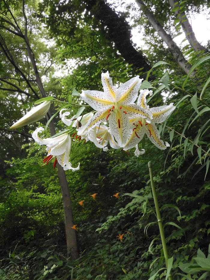 ヤマユリとキスゲ類 2023.7月上旬撮影〈深大寺自然広場 調布市野草園 初夏の花〉 | K U R A D A S H I