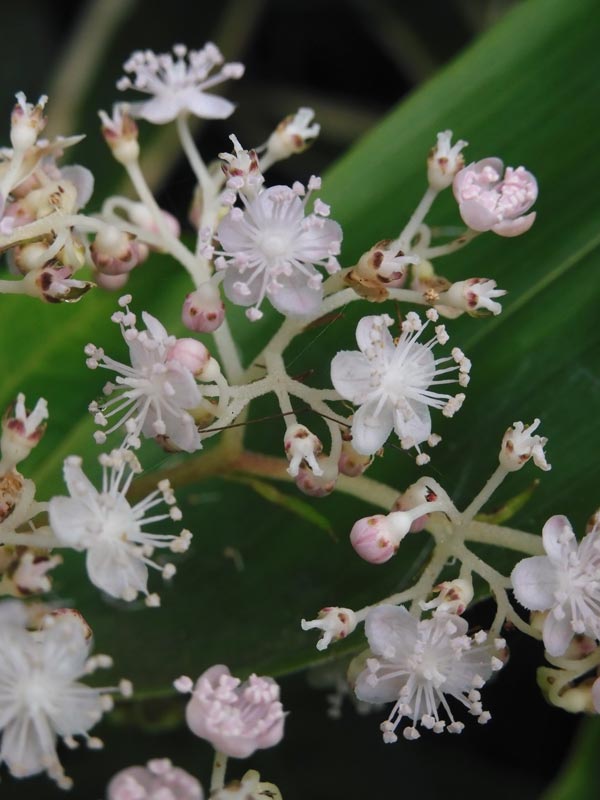 両性花がぷちっと可愛いクサアジサイ、雄しべと細花弁でふわっと花穂のチダケサシ 2023.7月上旬撮影〈調布市野草園 初夏の花〉 | K U R A D  A S H I