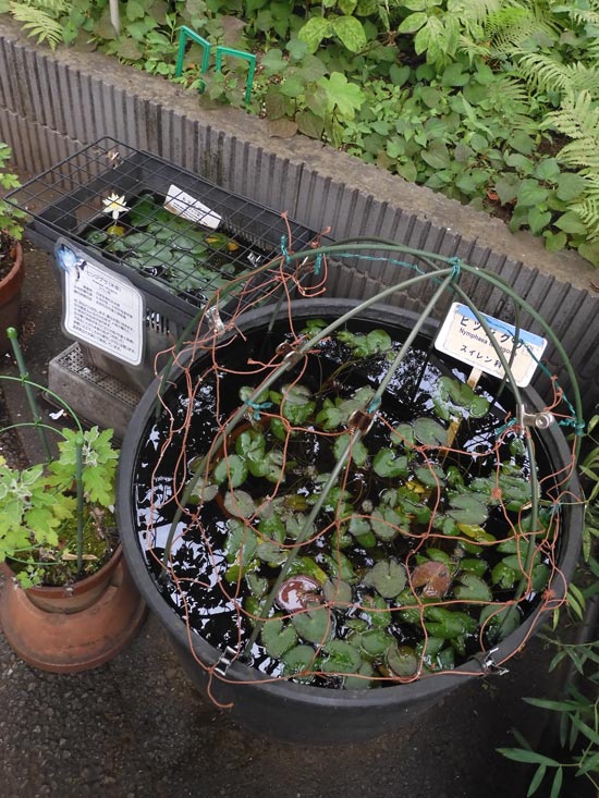 ヒツジグサ　大株 ヒツジグサ 大株