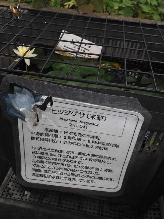 ヒツジグサ（未草）開花！2023.7月中旬撮影〈東京都薬用植物園の
