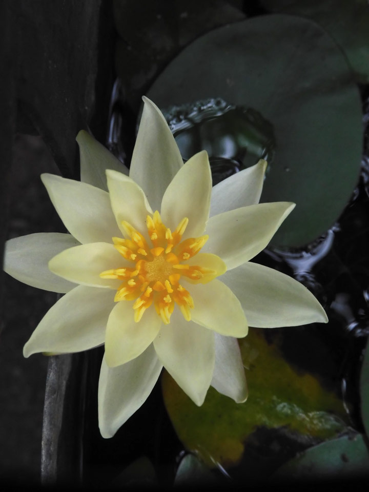ヒツジグサ（未草）開花！2023.7月中旬撮影〈東京都薬用植物園の