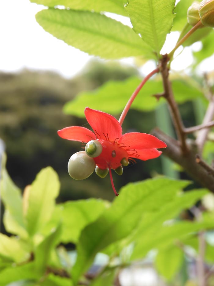 ミッキーマウスの木（オクナ・セルラタ）〈東京都薬用植物園の