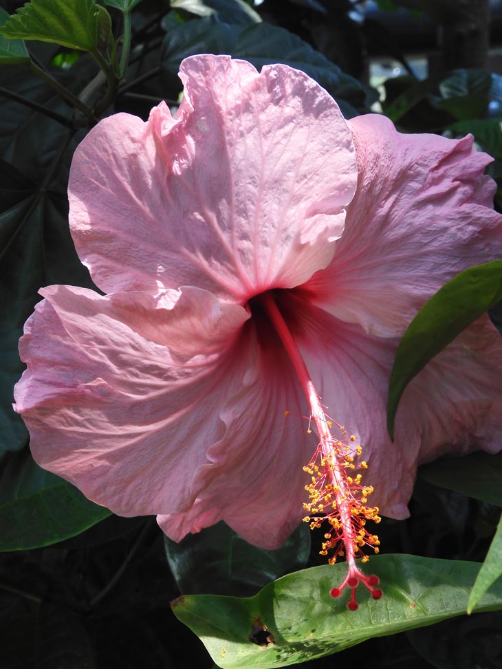 ハイビスカス 神代植物公園 大温室〈蔵出し特集2〉2023年 4〜7月撮影