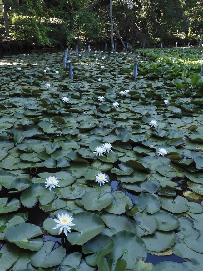 花蓮様　確認ページ 数量限定】温帯スイレン 4号 ワンビサ Wanvisa｜草花01-D1 | 草花,熱帯