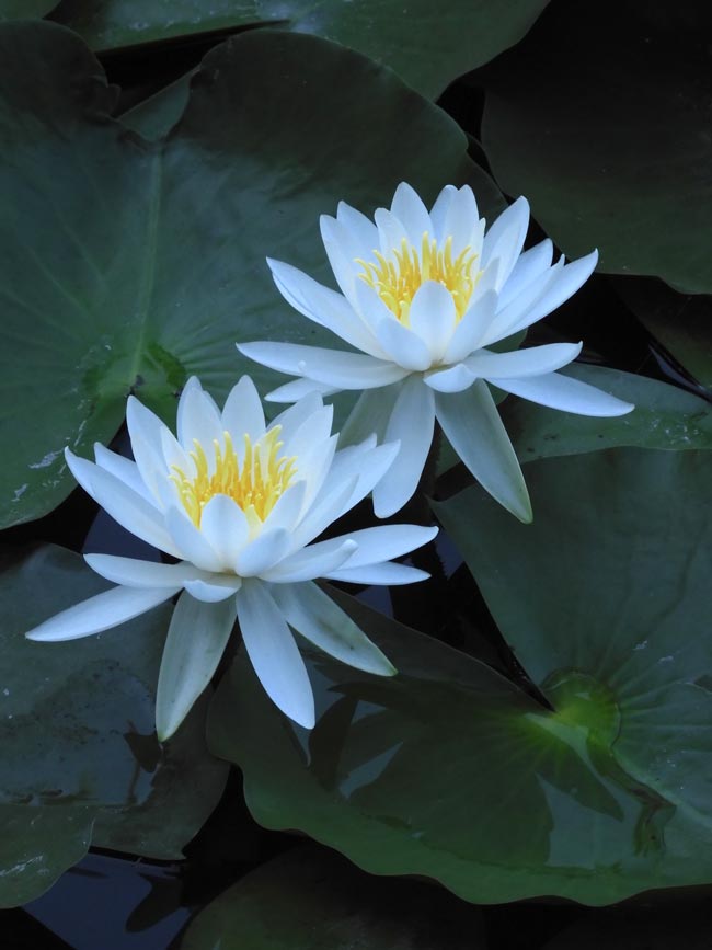 善福寺公園の睡蓮 2023 7月下旬撮影 白い温帯性スイレンの花 | K U R A