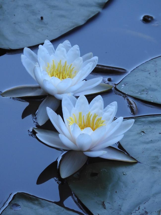 善福寺公園の睡蓮 2023 7月下旬撮影 白い温帯性スイレンの花 | K U R A