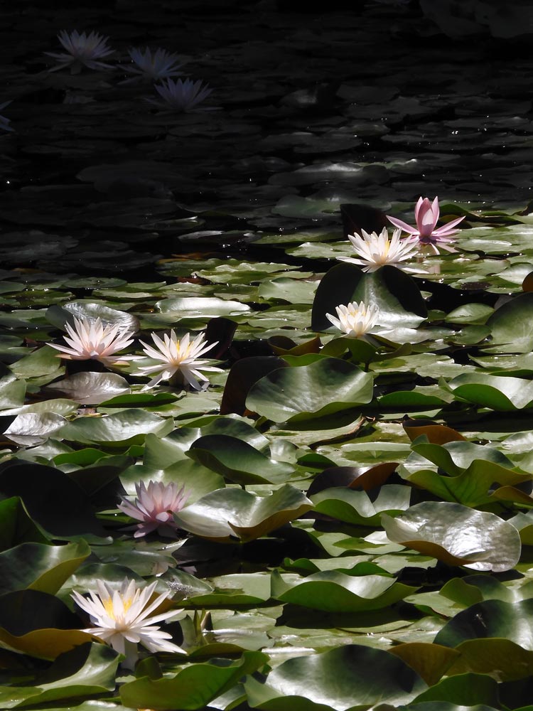 神代植物公園の睡蓮 2023 7月下旬撮影 白とピンクの温帯性スイレンの花