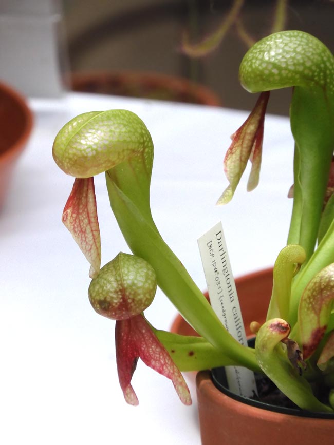 神代植物公園大温室「食虫植物展」ウツボカズラ、モウセンゴケ