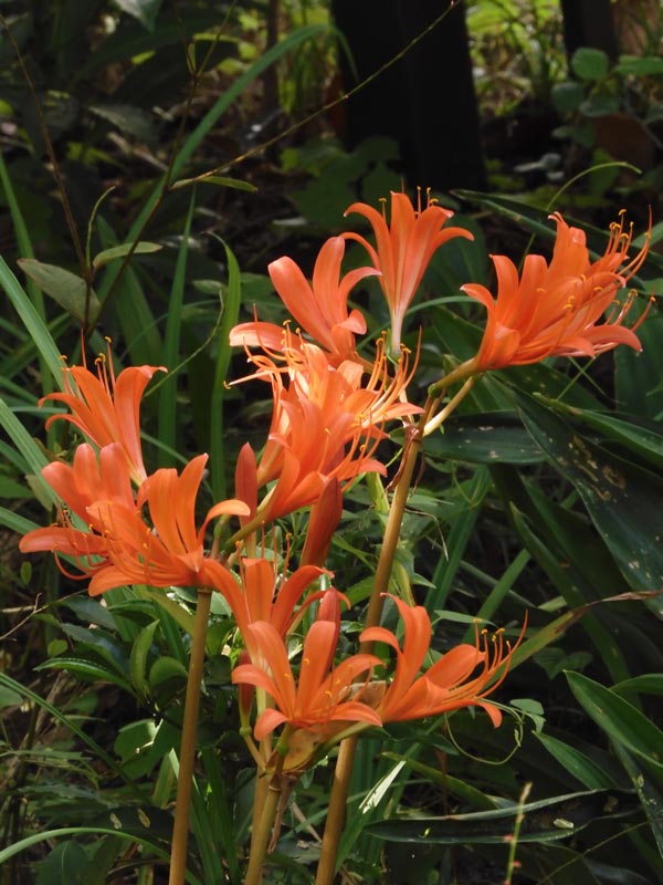 オオキツネノカミソリ、キツネノカミソリ 牧野記念庭園 2023.8月の花