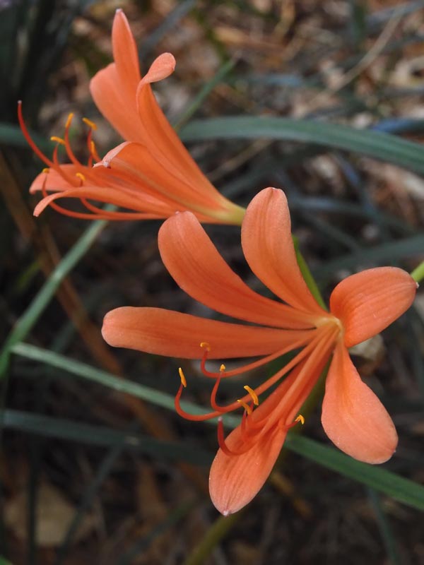 オオキツネノカミソリ、キツネノカミソリ 牧野記念庭園 2023.8月の花