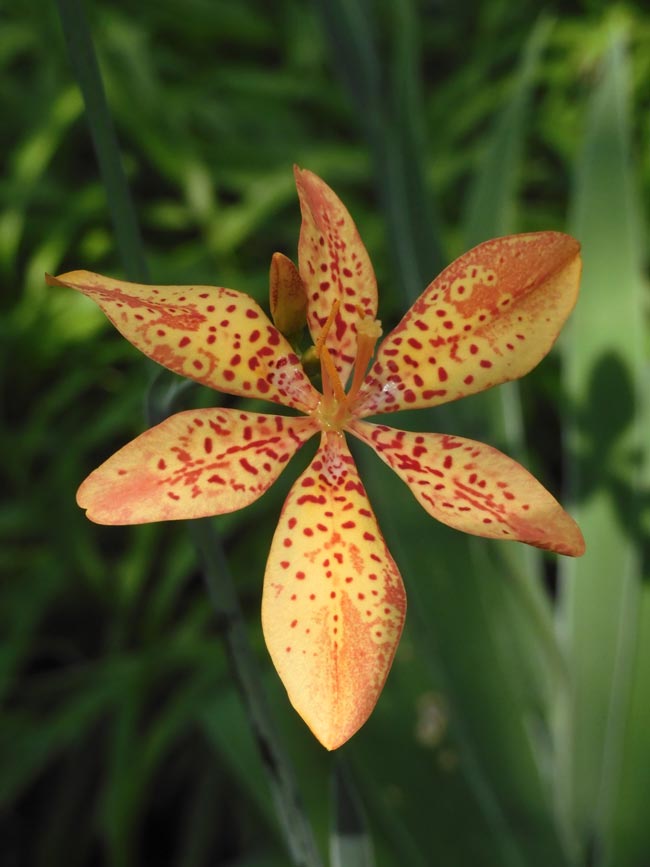 牧野記念庭園 8月の花と珍しいシダ植物 ヒオウギ、ハグロソウ