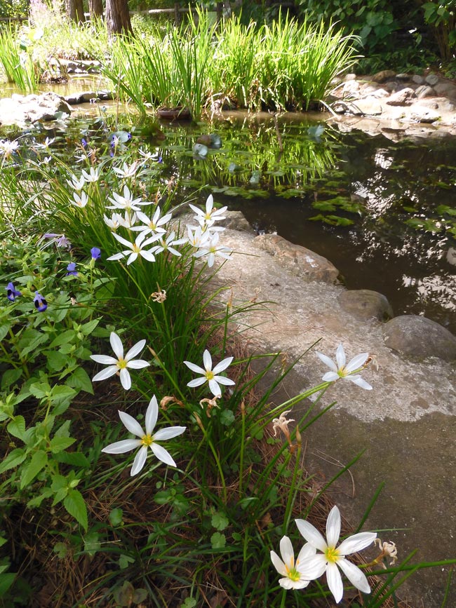 白い玉簾、白い花蓮〈小平市立あじさい公園の花〉9月上旬撮影 白い玉簾、白い花蓮〈小平市立あじさい公園の花〉9月上旬撮影