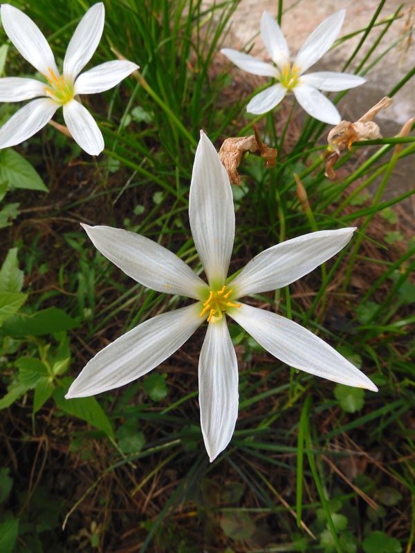 花蓮です☆　5点 ハナヤマ 知恵の輪 ハズル キャスト カルテット 難易度6 （ ちえ