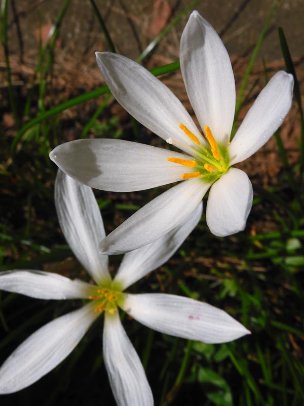花蓮です☆　5点 408306-5.jpg
