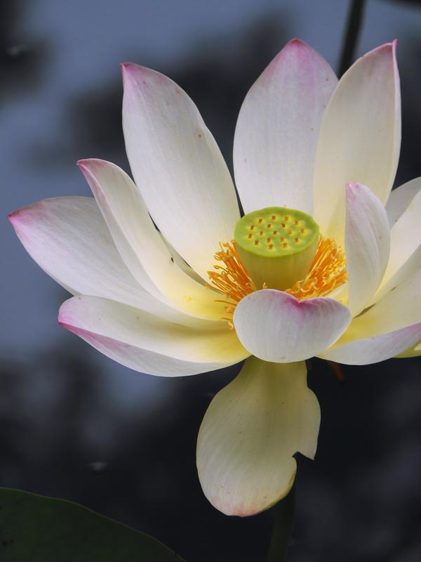 花蓮です☆　5点 408306-5.jpg