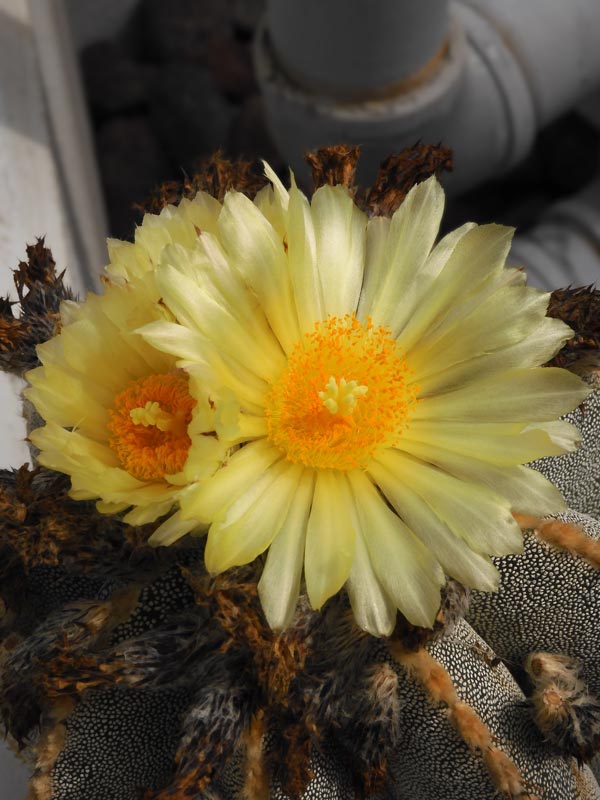 【現品】　多肉植物　花サボテン　鳳凰羽&0203 現品】 多肉植物 花サボテン 鳳凰羽&0203 観葉植物