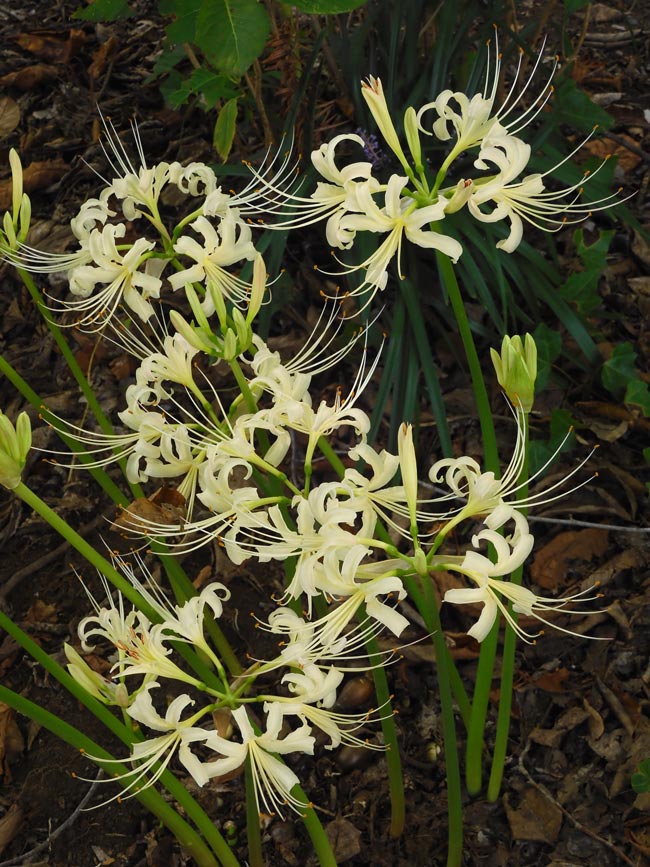 神代植物公園 本園の彼岸花・白花曼珠沙華 2023年開花 咲き始め