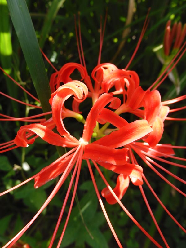神代植物公園 本園の彼岸花・白花曼珠沙華 2023年開花 咲き始め