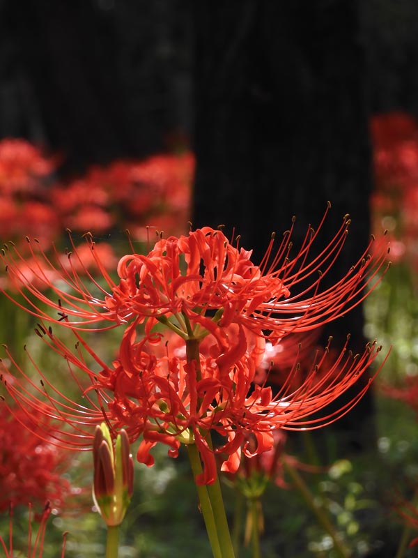 楽天市場】2023年10月開花 彼岸花 鉢植え リコリス 曼珠沙華