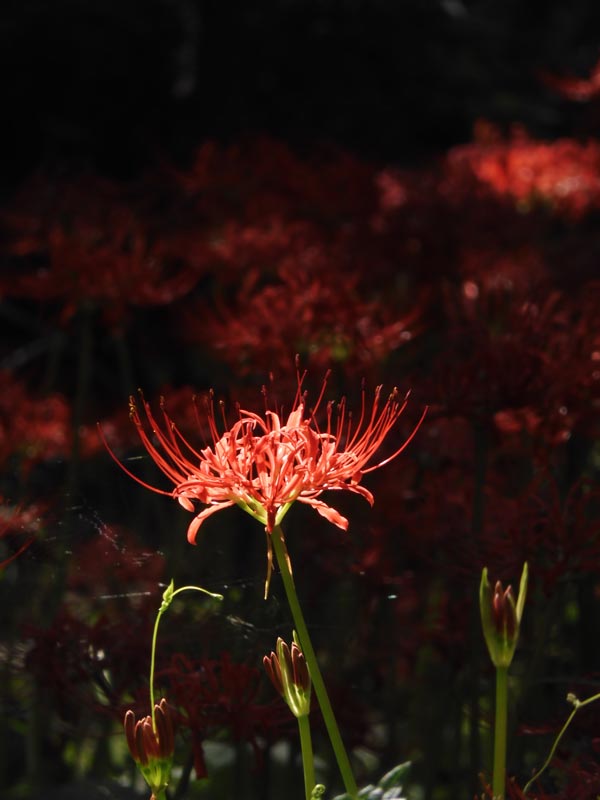 彼岸花 賀茂川河川敷に咲く曼珠沙華：2025年9月20日（土）｜藤井秀昭（『京都