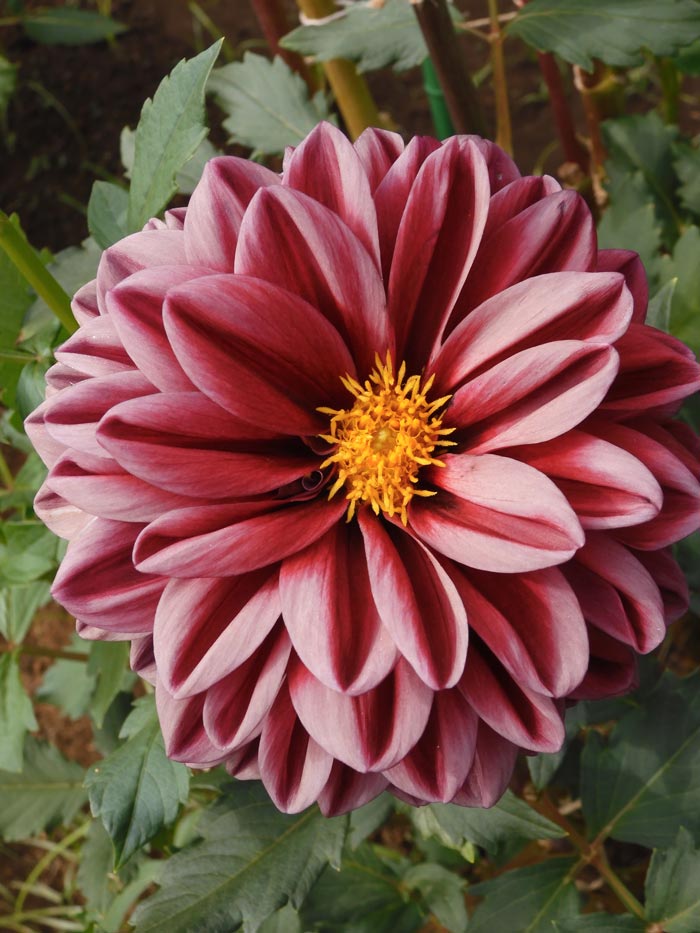 パリ近郊の庭園に咲き誇る花々☆豪華なフォックスファー付きコート花柄 新品1点物 パリ近郊の庭園に咲き誇る花々☆豪華なフォックスファー付き