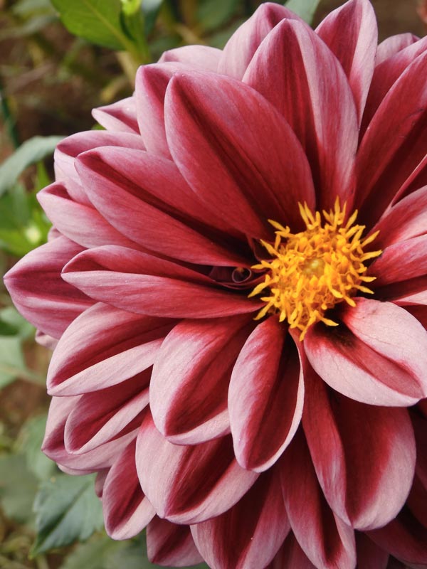 秋咲きダリア〈神代植物公園 ダリア園の花〉2023.10月上旬撮影 | K U R