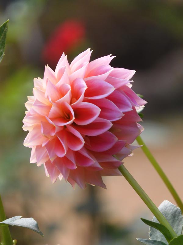 秋咲きダリア〈神代植物公園 ダリア園の花〉2023.10月中旬撮影〈前編