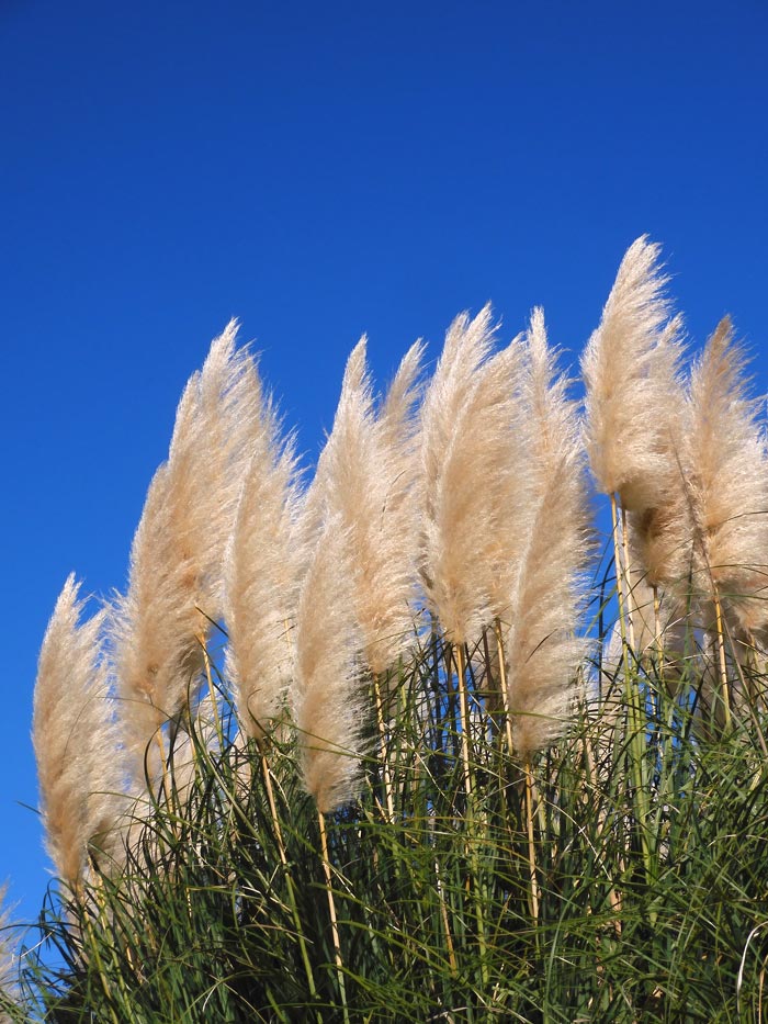 ドライフラワー］パンパスグラス商品ページ - 土と風の植物園 38