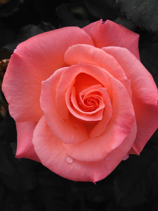 少女時代　バラ売り 予約販売 バラ苗 バラ大苗 大阪城 契約品種 薔薇 ばら 送料無料 国産苗