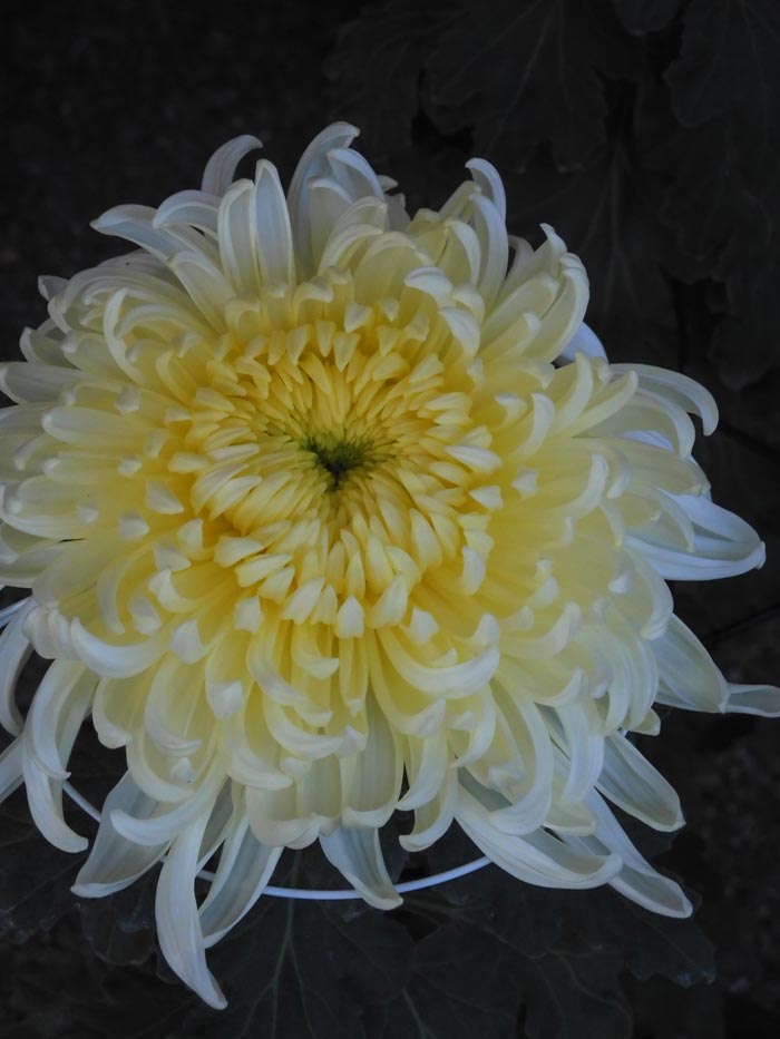 キク大事典 農文協／編　菊　花 キク大事典 農文協／編 菊 花