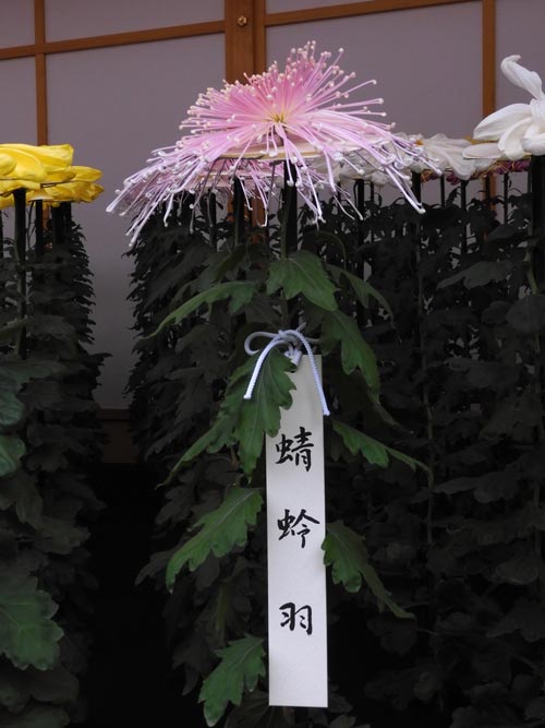 新宿御苑 菊花壇展 2023【一文字菊、管物菊花壇】たおやかで優美な御紋