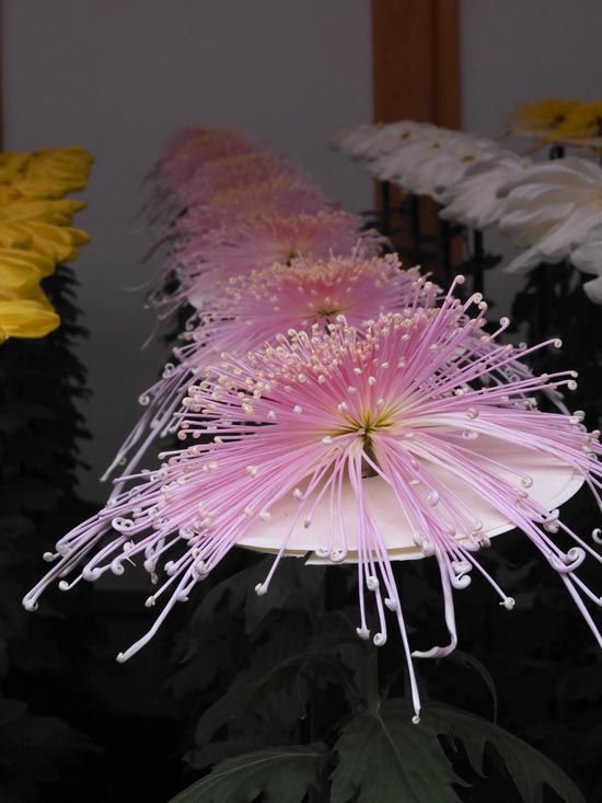 2023年11月16日の記事 | K U R A D A S H I