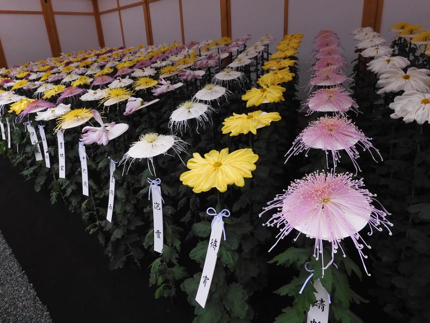 新宿御苑 菊花壇展 2023【一文字菊、管物菊花壇】たおやかで優美な御紋