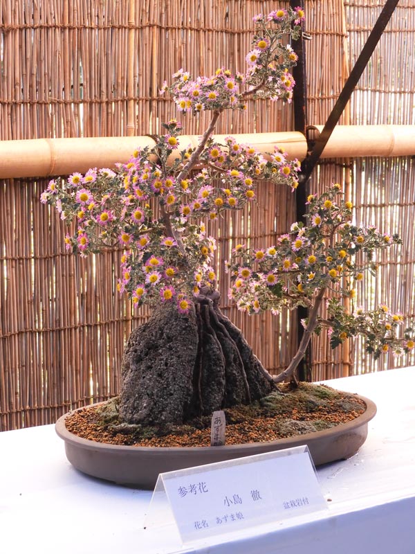 小菊盆栽 菊が盆栽に⁈ 可愛らしいのに老大樹の風格！ 神代植物公園「菊花大会」2023 11月中旬撮影 | K U R A D A S H I